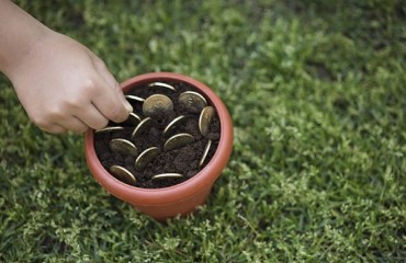 Pam Savings Account